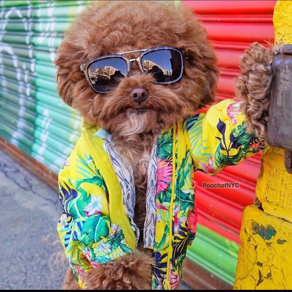 Meet your Posher, Lia